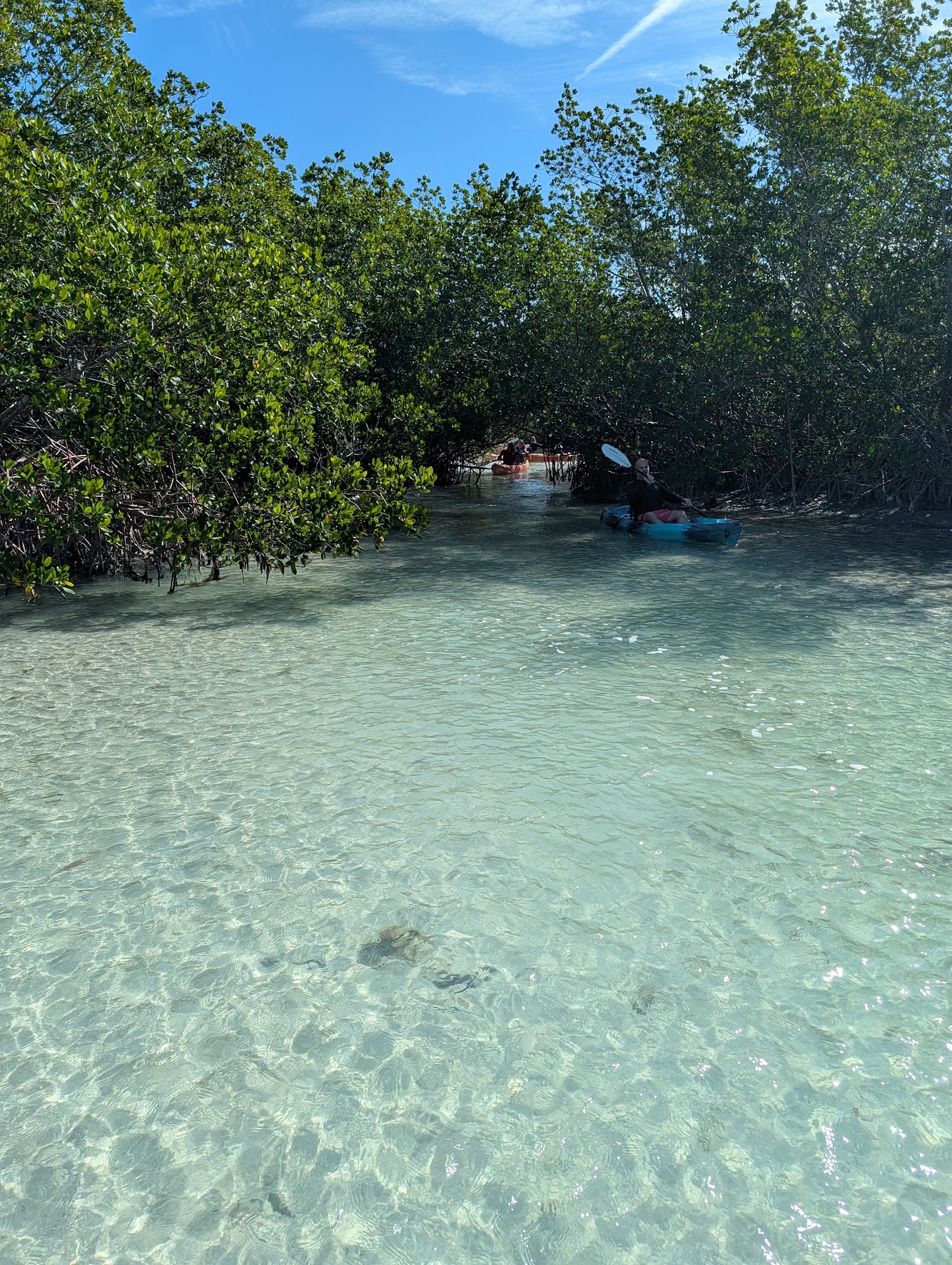 Kayakers paddling a mangrove tunnel over clear water